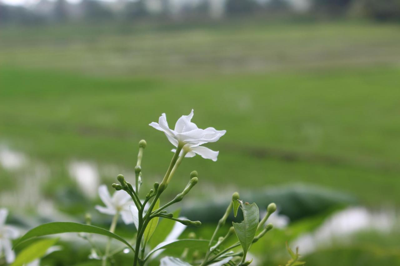 Paddy Field Villa Midigama Kelet Kültér fotó
